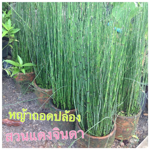 หญ้าถอดปล้อง | สวนแดงจินดา -  เชียงใหม่