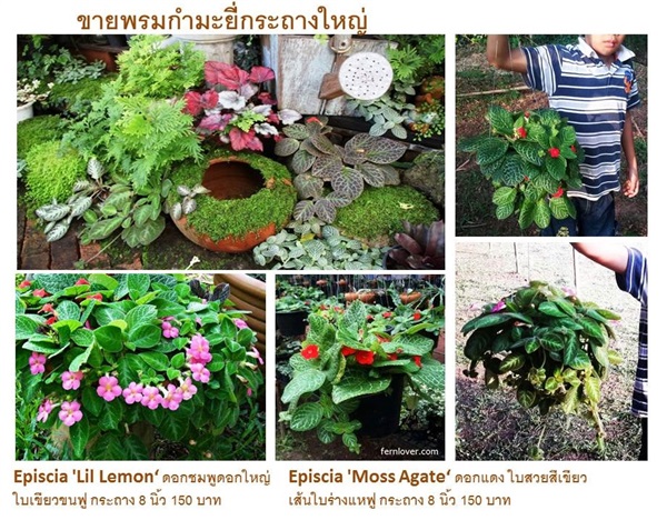 ขายพรมกำมะหยี่ พรมญี่ปุ่นกระถาง 8 นิ้ว | fernlover - เมืองหนองคาย หนองคาย