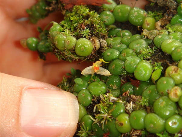 Bulbophyllum moniliforme(ไข่ปลาดุก)