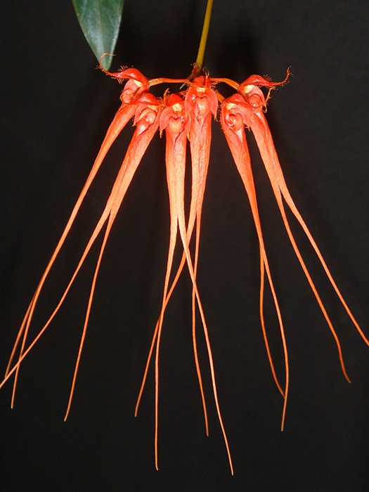 Bulbophyllum tingabarinum