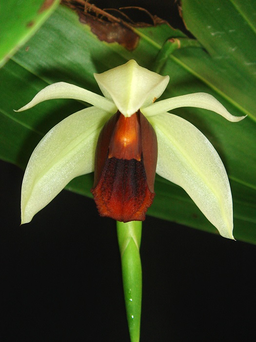 Coelogyne usitana | ร้านน้องกระต่าย -  เชียงใหม่