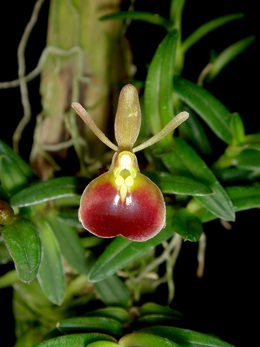 Epidendrum porpax