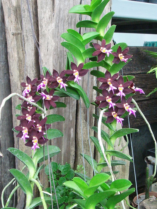 Trichoglottis brachiata