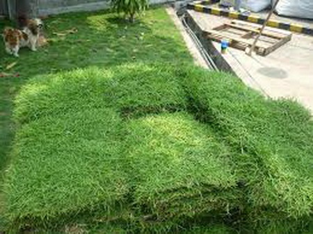ขายหญ้านวลน้อย มาเลย์ | บ้านทรงภพ (กรุงเทพฯ) - ลาดพร้าว กรุงเทพมหานคร