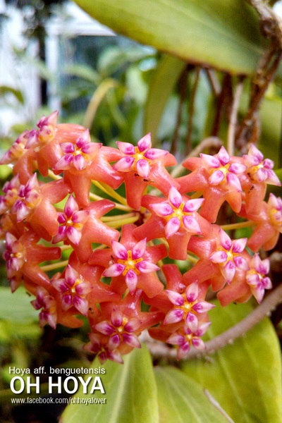 Hoya aff.benguetensis | โอ๋ ออร์คิดส์ - บางบัวทอง นนทบุรี