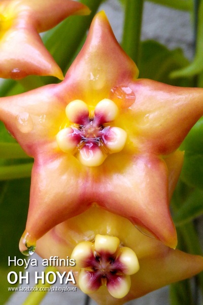 hoya affinis | โอ๋ ออร์คิดส์ - บางบัวทอง นนทบุรี