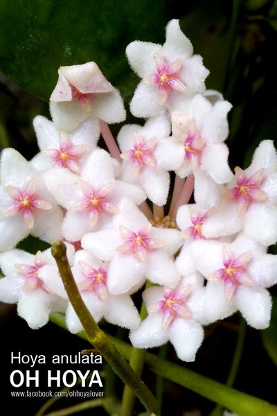 hoya anulata | โอ๋ ออร์คิดส์ - บางบัวทอง นนทบุรี