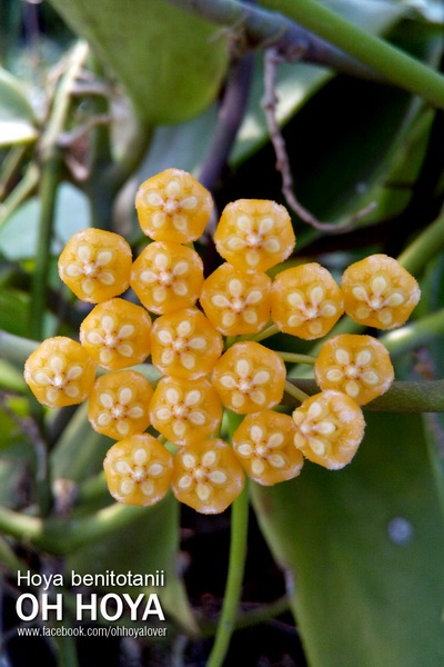 hoya benitotanii | โอ๋ ออร์คิดส์ - บางบัวทอง นนทบุรี