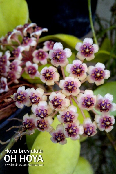 hoya brevialata