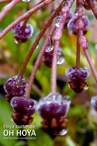 hoya burtoniae | โอ๋ ออร์คิดส์ - บางบัวทอง นนทบุรี