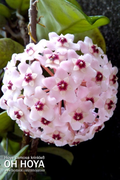 hoya carnosa krinkle8 | โอ๋ ออร์คิดส์ - บางบัวทอง นนทบุรี