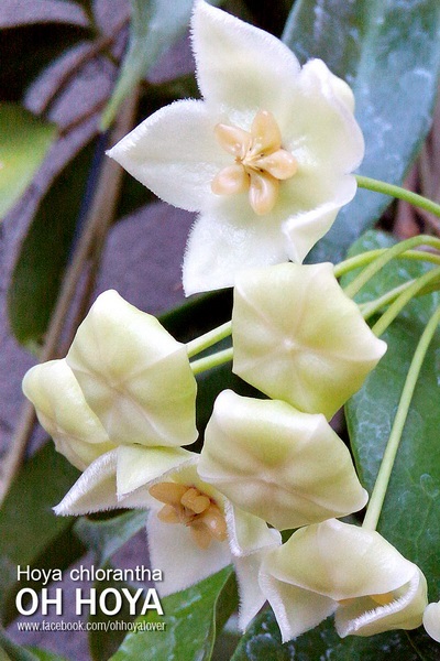 Hoya chlorantha