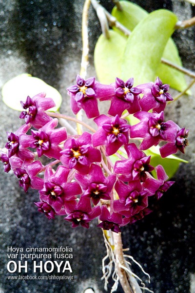 hoya cinnamomifolia var. purpurea fusca