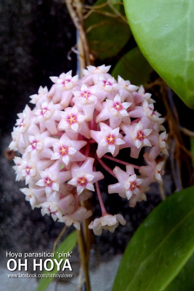 hoya parasitica pink