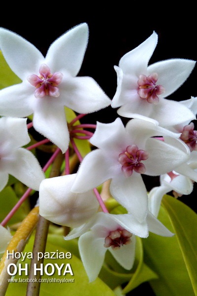 hoya paziae