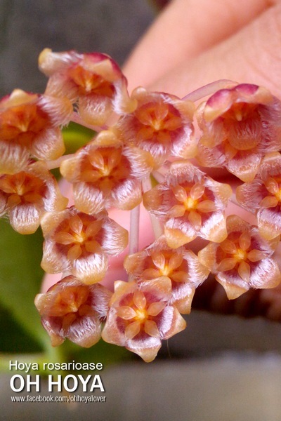 hoya rosarioase | โอ๋ ออร์คิดส์ - บางบัวทอง นนทบุรี