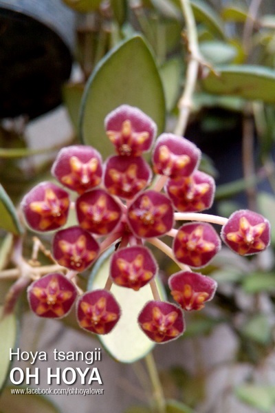 hoya tsangii | โอ๋ ออร์คิดส์ - บางบัวทอง นนทบุรี