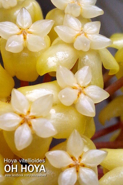 hoya vitellioides | โอ๋ ออร์คิดส์ - บางบัวทอง นนทบุรี