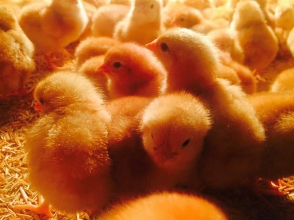ขายไก่ไข่ อายุ 18 สัปดาห์ พร้อมจัดส่ง  | uthaitip farm - เรณูนคร นครพนม