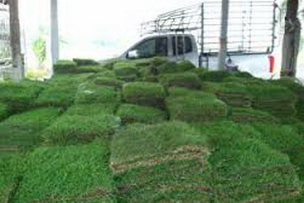 รับปูหญ้า ขายหญ้า นวลน้อย มาเลย์ | บ้านทรงภพ (กรุงเทพฯ) - ลาดพร้าว กรุงเทพมหานคร