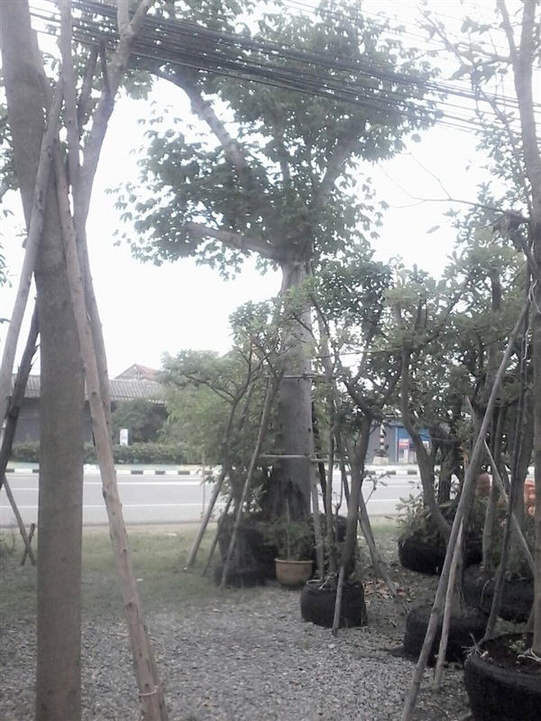 ต้นสุพรรณิกา | โฟมโฟไม้ใหญ่สิงห์บุรี -  สิงห์บุรี