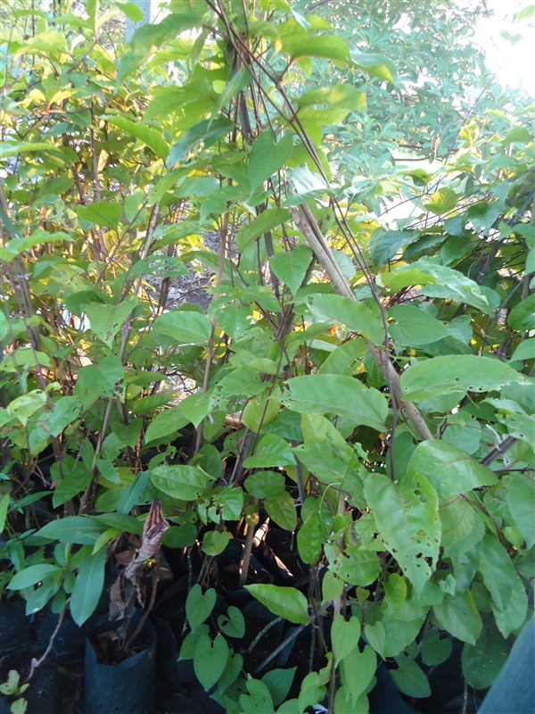 ต้นเสาวรส, กะทกรกฝรั่ง โดยบ้านสวน การ์เด้น อ.บางแพ จ.ราชบุรี รหัสสินค้า  232496