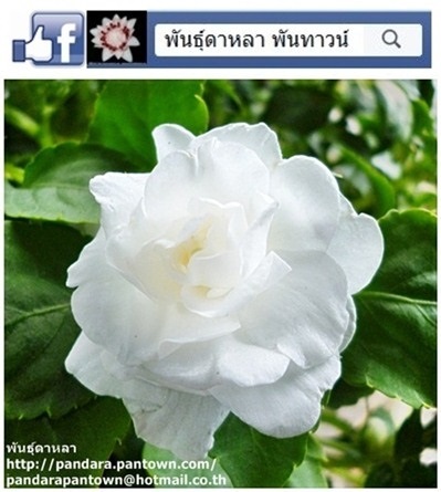 ดอกเทียนกุหลาบสีขาว