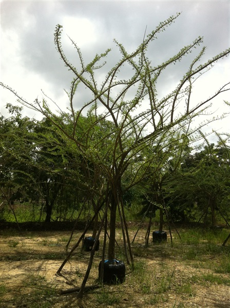 ตีนเป็ดฝรั่ง5" | สวนทวี - เมืองปราจีนบุรี ปราจีนบุรี