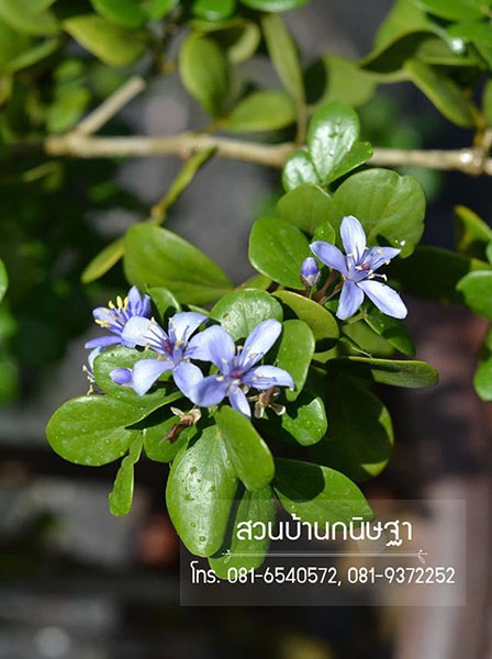 แก้วเจ้าจอม |  สวนบ้านกนิษฐา คลอง 15 - องครักษ์ นครนายก