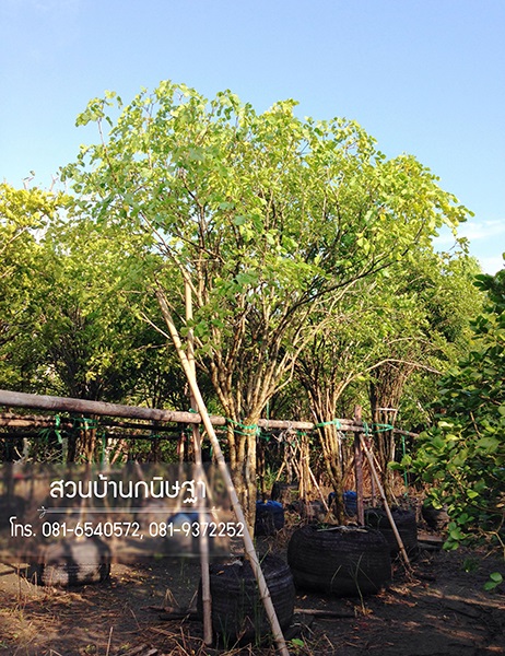 แก้วเจ้าจอม |  สวนบ้านกนิษฐา คลอง 15 - องครักษ์ นครนายก