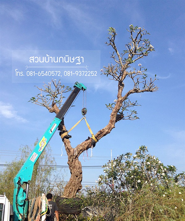 ลีลาวดี |  สวนบ้านกนิษฐา คลอง 15 - องครักษ์ นครนายก