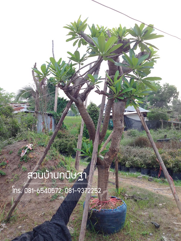 ลีลาวดี |  สวนบ้านกนิษฐา คลอง 15 - องครักษ์ นครนายก