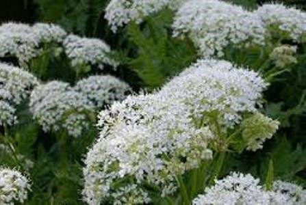 Sweet Cicely 