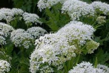 Sweet Cicely  | ไร่ภูธรา - เมืองเชียงใหม่ เชียงใหม่