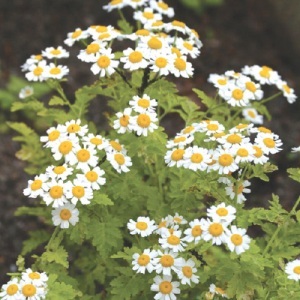 Feverfew  | ไร่ภูธรา - เมืองเชียงใหม่ เชียงใหม่