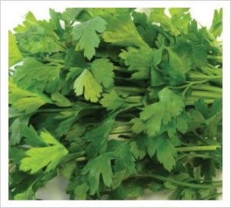  Parsley Italian Giant