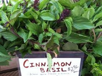 Basil Cinnamon  | ไร่ภูธรา - เมืองเชียงใหม่ เชียงใหม่