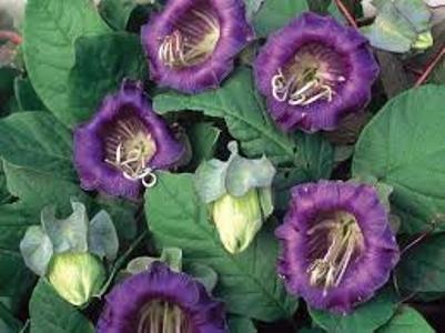 Cobaea Scandens | ไร่ภูธรา - เมืองเชียงใหม่ เชียงใหม่