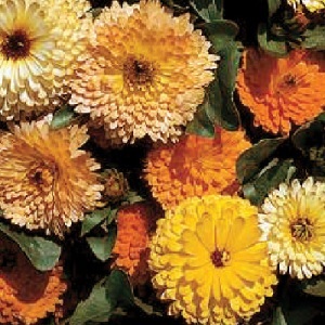 Calendula Double Art Shades  | ไร่ภูธรา - เมืองเชียงใหม่ เชียงใหม่