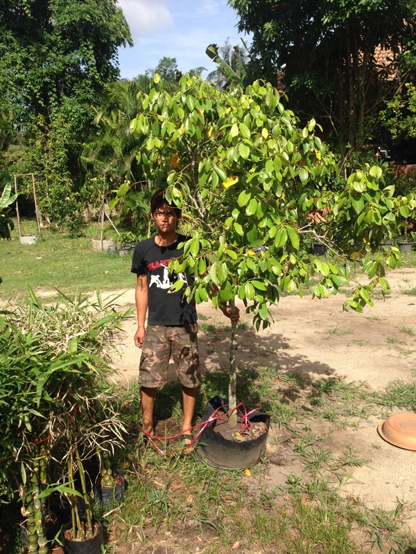อบเชย | สวน ทุเรียนเทศ - บางละมุง ชลบุรี