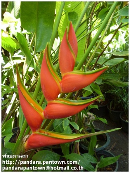 Heliconia orthoricha x H.stricta cv. Ori | พันธุ์ดาหลา - เมืองเชียงใหม่ เชียงใหม่