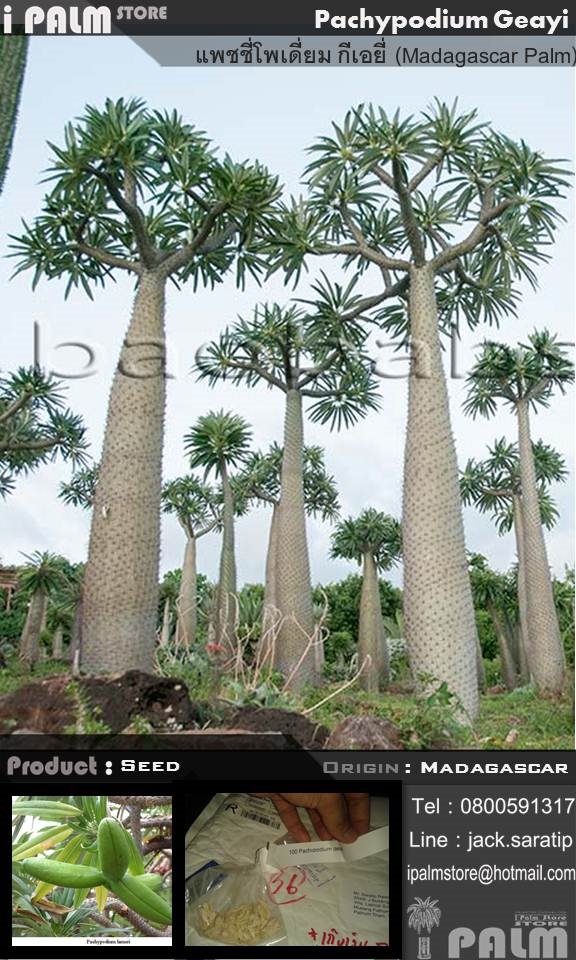 เมล็ดแพชชี่โพเดี่ยมกีเอยี | i PALM  - เมืองปทุมธานี ปทุมธานี