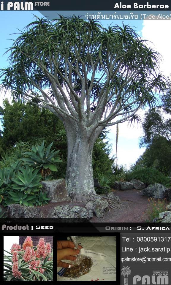 เมล็ดว่านต้นบาร์เบอเรีย (Tree Aloe)