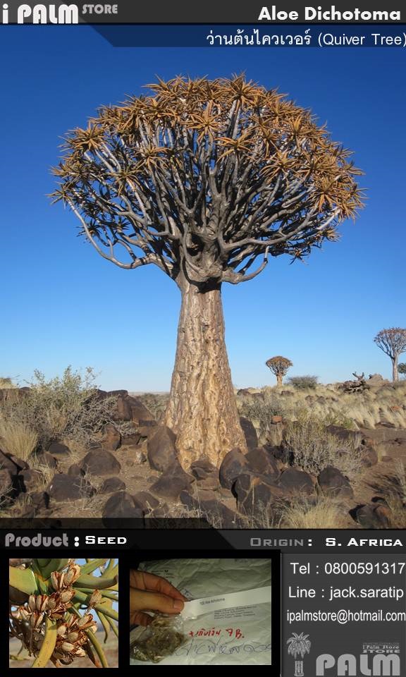 เมล็ดว่านต้นไควเวอร์ (Aloe Dichotoma) | i PALM  - เมืองปทุมธานี ปทุมธานี