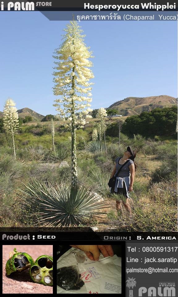 เมล็ดยุคคาชาพาร์รัล (Chaparral  Yucca) | i PALM  - เมืองปทุมธานี ปทุมธานี