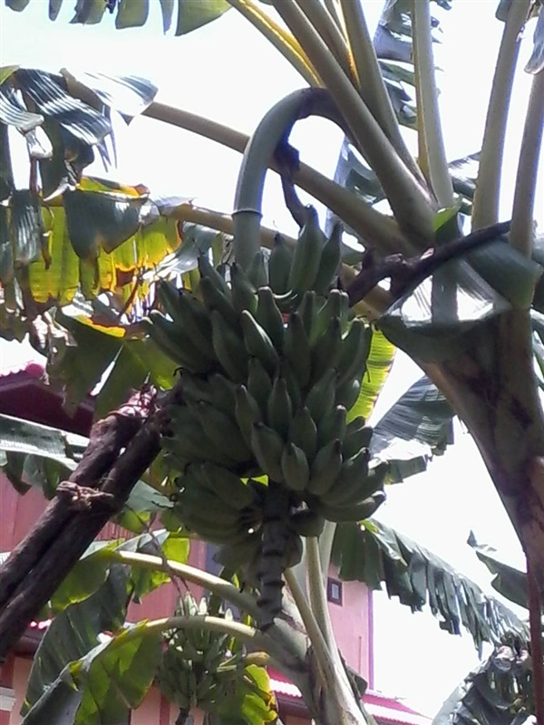 หน่อกล้วยหักมุกเขียว | สวนยายเกด -  
