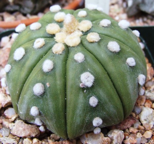  Cactus  Astro asterais | แจ่มจันทร์ cactus&succulent - สันทราย เชียงใหม่