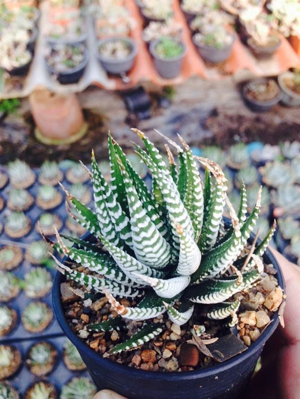 Haworthia ม้าลาย | แจ่มจันทร์ cactus&succulent - สันทราย เชียงใหม่