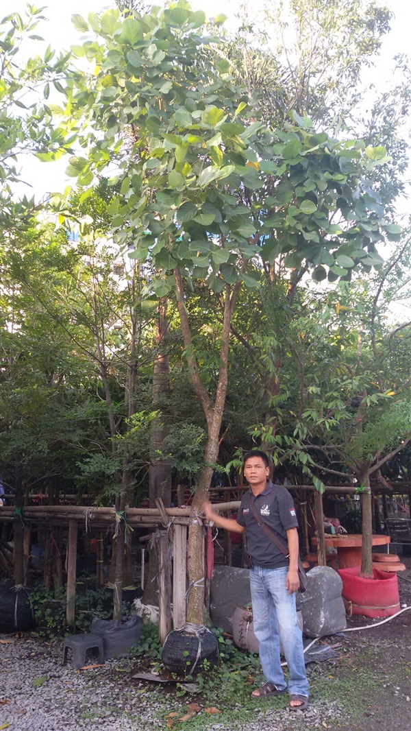 ต้นทองกราว | บีพีเจโมเดิร์น -  นนทบุรี