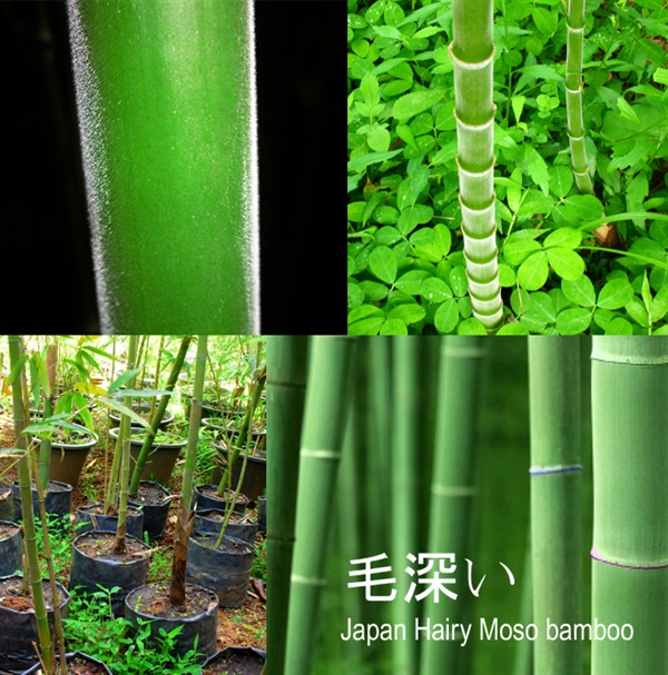 Japanese Moso bamboo